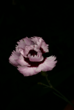 Dianthus 'Lady Granville' RCP6-2012 010.JPG